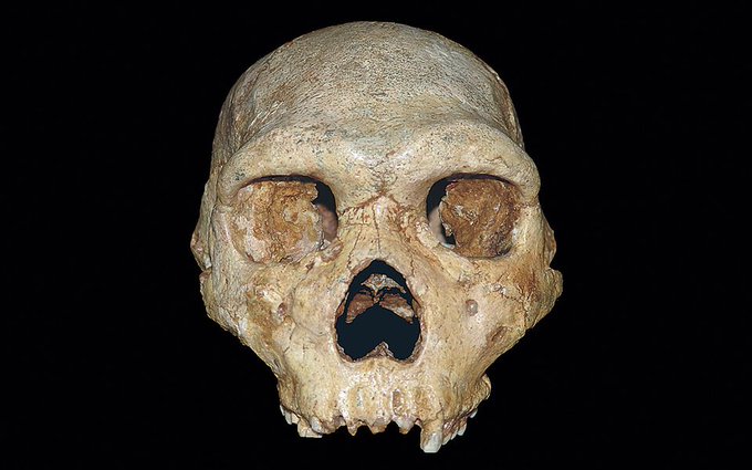 The Petralona Skull